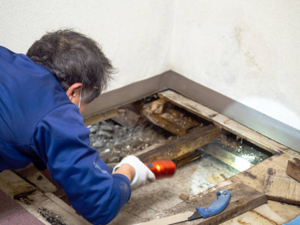 Attic Mold Removal in Snow Hill, NC