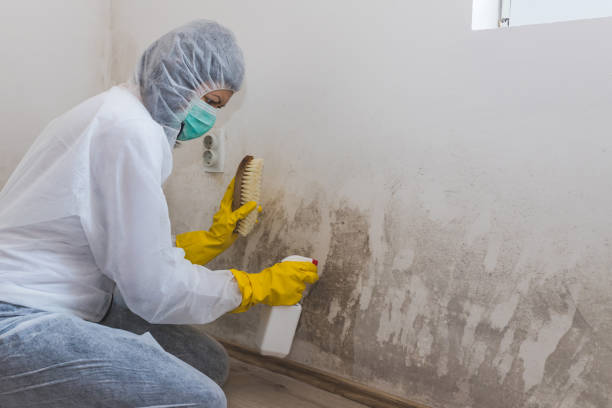 Best Local Mold Removal Service  in Snow Hill, NC
