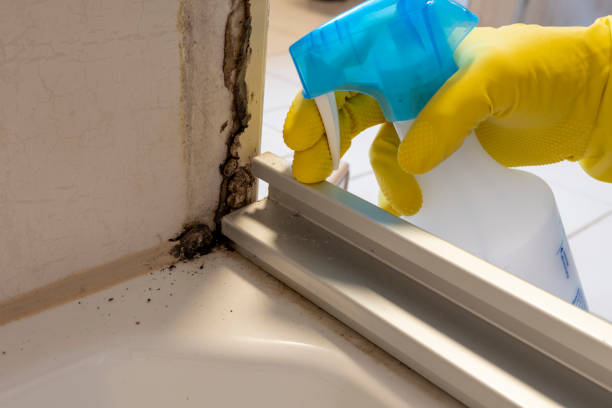 Best Certified Mold Removal  in Snow Hill, NC