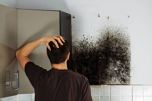 Mold Removal and Inspection in Snow Hill, NC