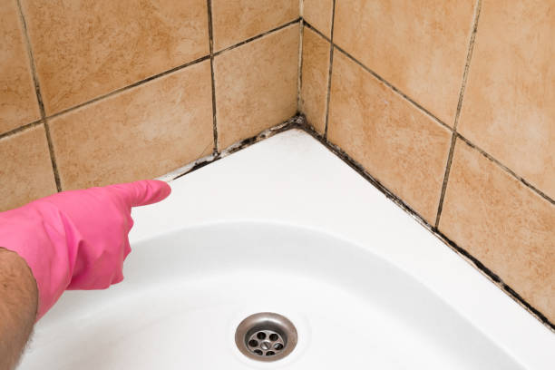 Best Professional Mold Removal  in Snow Hill, NC